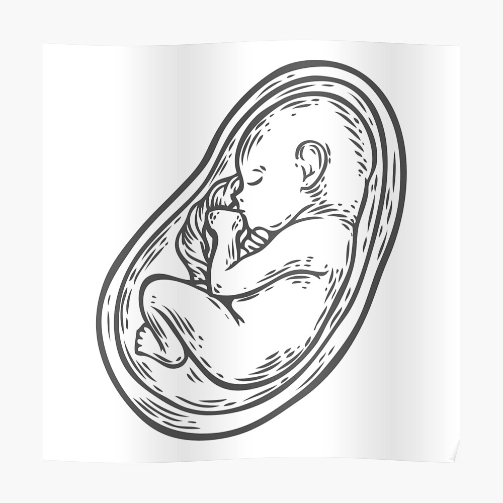 «Bebé humano prenatal del ejemplo dibujado mano humana del concepto del feto, cordón del umbilicle aislado en un fondo blanco como símbolo obstétrico la medicina la salud del