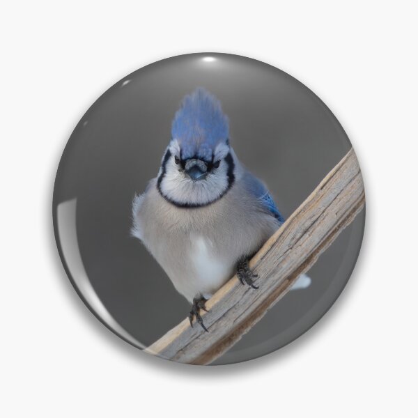 Item preview, Blue Jay - Algonquin Park designed and sold by James Cumming.