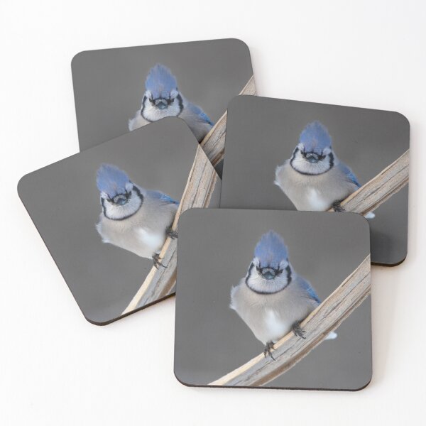 Item preview, Blue Jay - Algonquin Park designed and sold by James Cumming.