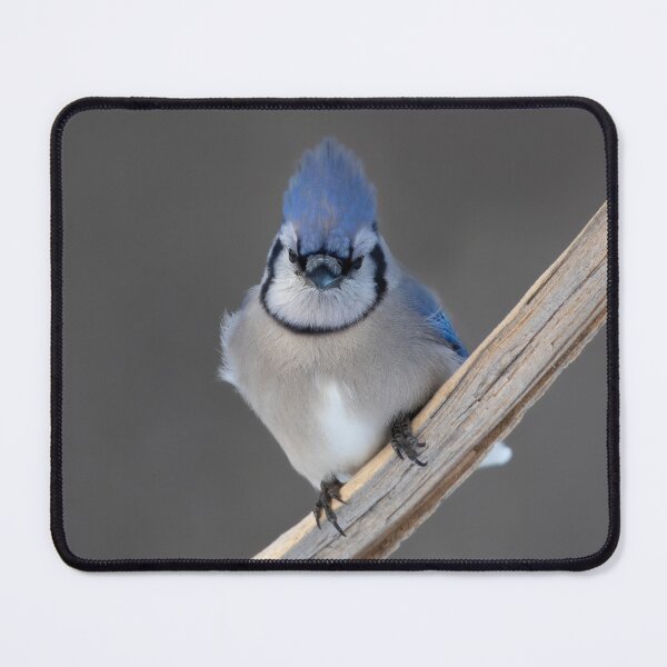 Item preview, Blue Jay - Algonquin Park designed and sold by James Cumming.