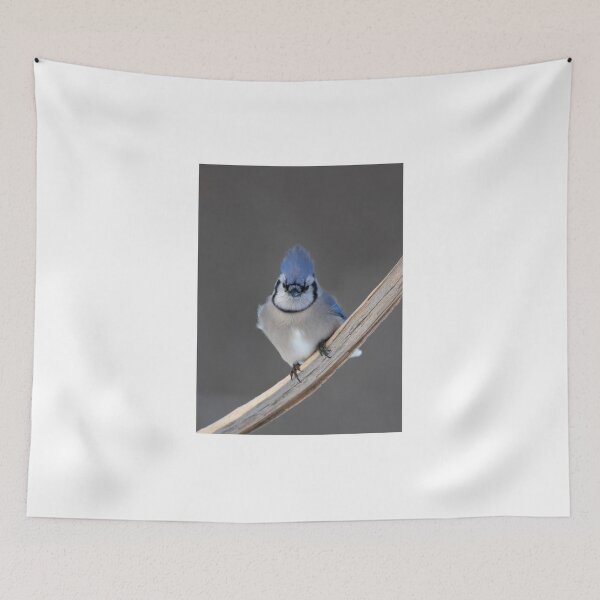 Item preview, Blue Jay - Algonquin Park designed and sold by James Cumming.