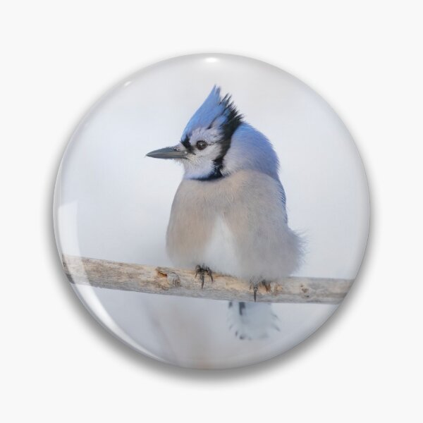 Item preview, Blue Jay - Algonquin Park designed and sold by James Cumming.