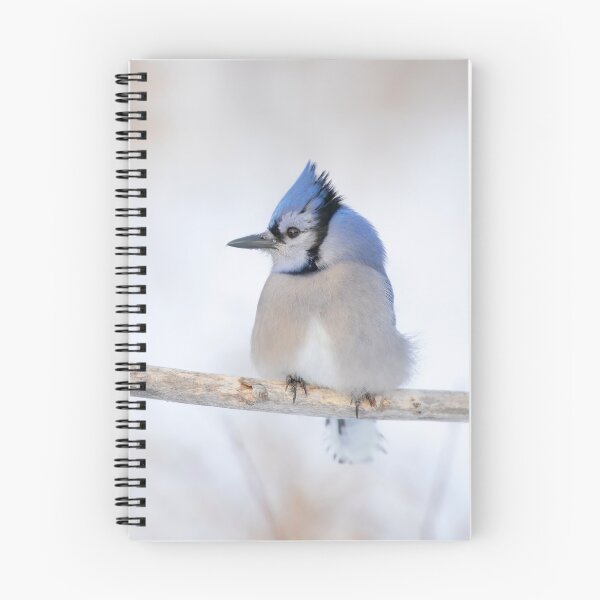Item preview, Blue Jay - Algonquin Park designed and sold by James Cumming.