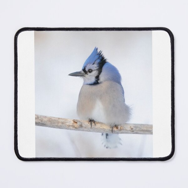 Item preview, Blue Jay - Algonquin Park designed and sold by James Cumming.