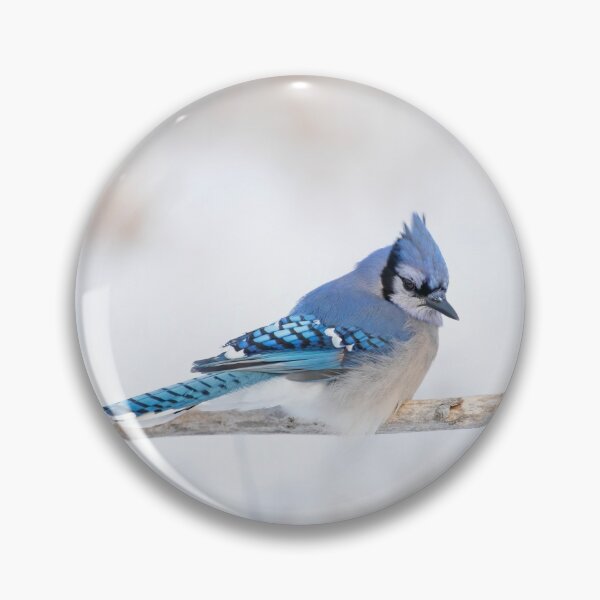 Item preview, Blue Jay - Algonquin Park designed and sold by James Cumming.