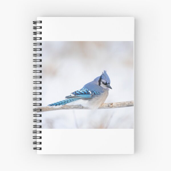 Item preview, Blue Jay - Algonquin Park designed and sold by James Cumming.