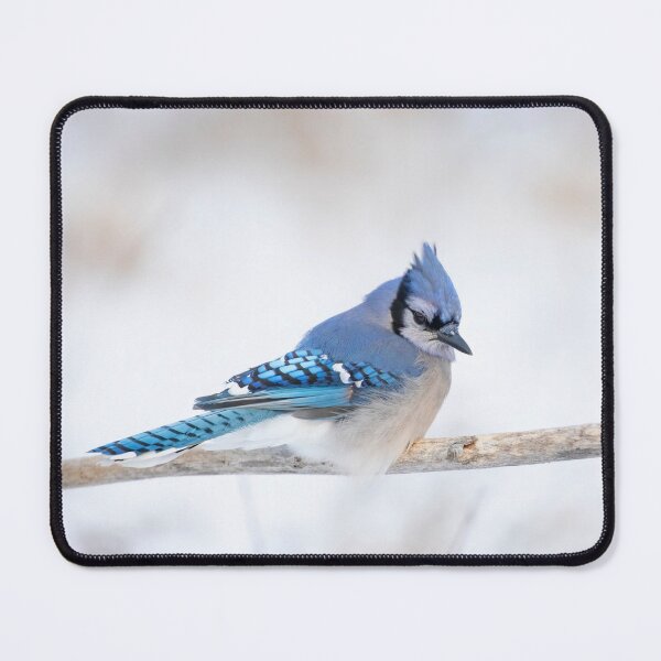 Item preview, Blue Jay - Algonquin Park designed and sold by James Cumming.