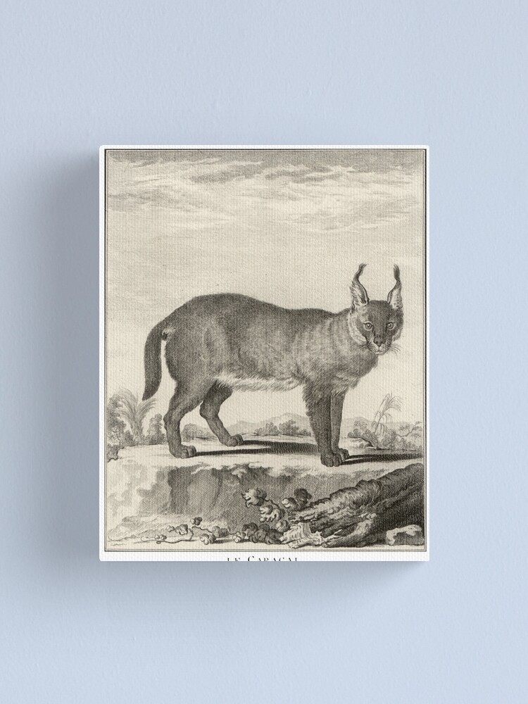 18th C. The Caracal
