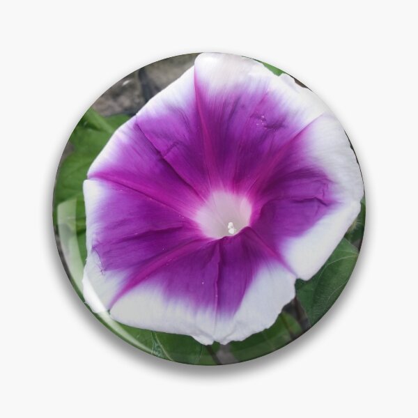 Item preview, Morning glory designed and sold by Gourmetkater.