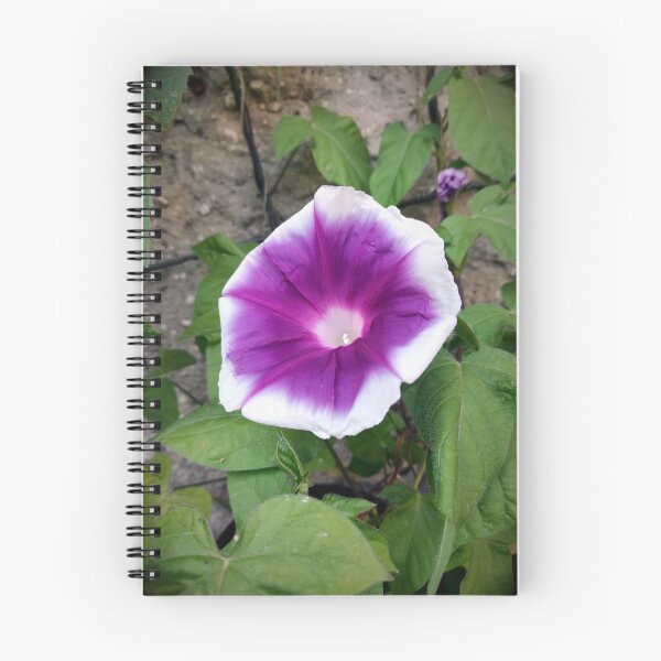 Item preview, Morning glory designed and sold by Gourmetkater.