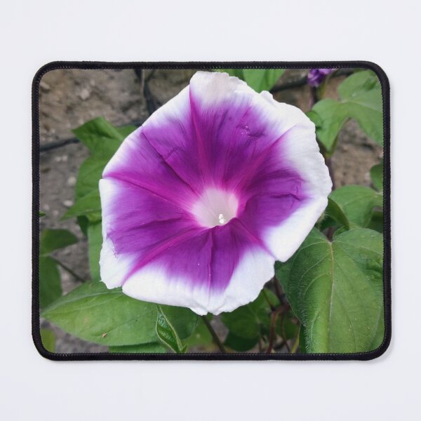 Item preview, Morning glory designed and sold by Gourmetkater.