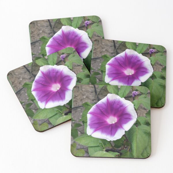 Item preview, Morning glory designed and sold by Gourmetkater.
