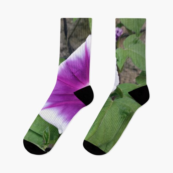 Item preview, Morning glory designed and sold by Gourmetkater.