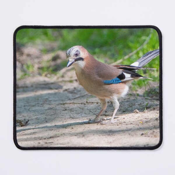 Item preview, Colourful jay designed and sold by LaHickmana.
