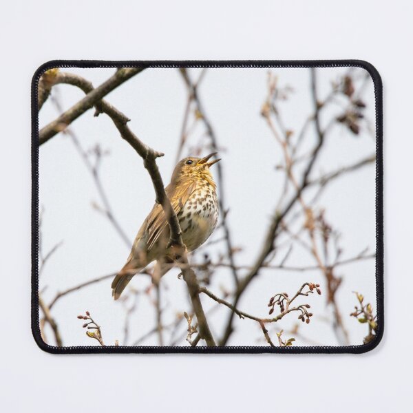 Item preview, Song thrush designed and sold by LaHickmana.