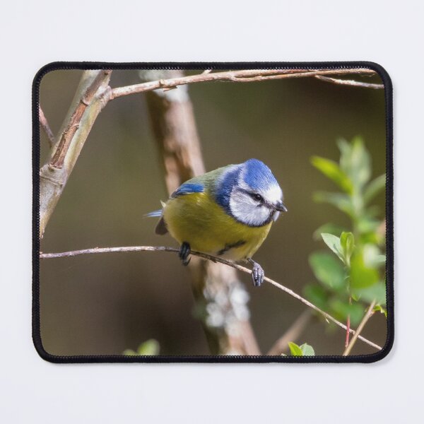 Item preview, Blue tit photo designed and sold by LaHickmana.