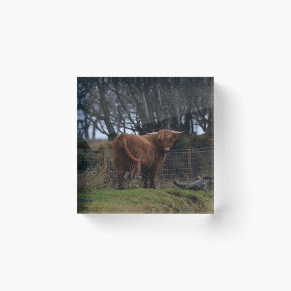 Item preview, Highland Cow on Exmoor designed and sold by ClaireChown.