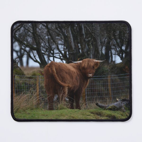 Item preview, Highland Cow on Exmoor designed and sold by ClaireChown.