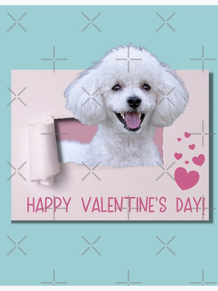 My Bichon Is My Valentine Shirt/Sweatshirt My Bichon Is My Valentine Shirt/Sweatshirt