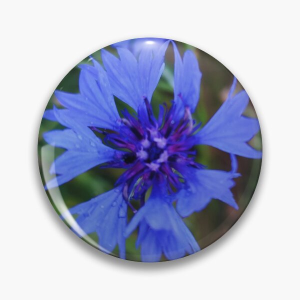 Item preview, Cornflower, wistful blue bloom designed and sold by SandraGer.