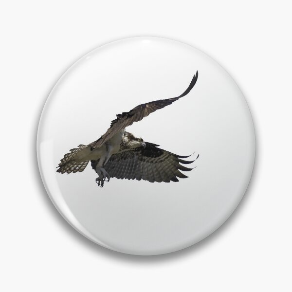 Item preview, Isolated Osprey 2021-2 designed and sold by Thomasyoung.