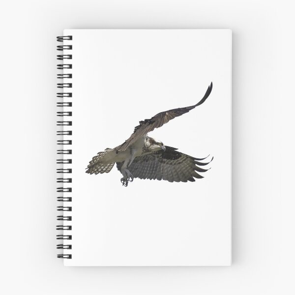 Item preview, Isolated Osprey 2021-2 designed and sold by Thomasyoung.