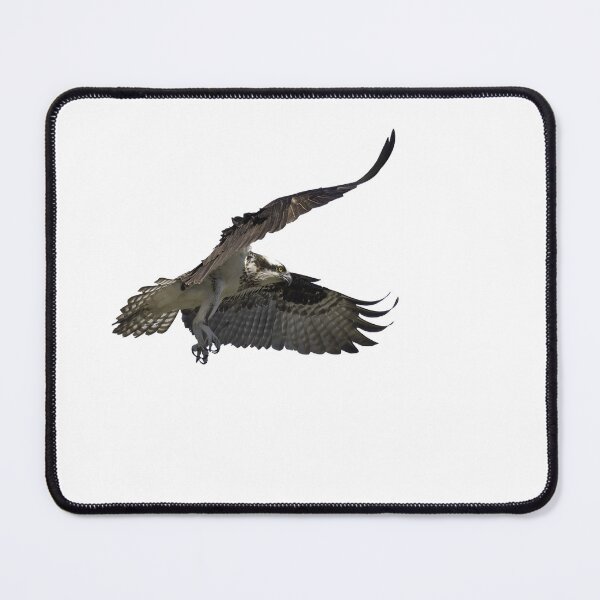 Item preview, Isolated Osprey 2021-2 designed and sold by Thomasyoung.
