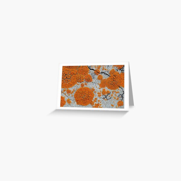 Item preview, Flame Firedot Lichen (c) designed and sold by wallacegarrison.