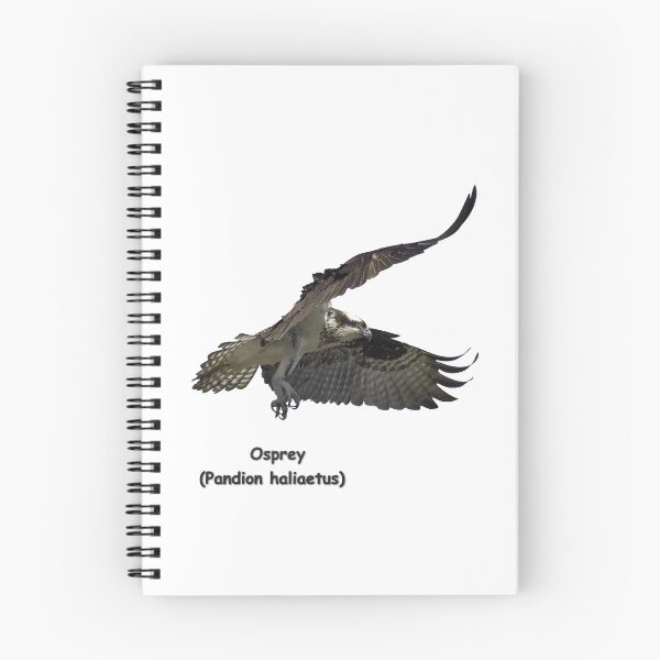Item preview, Isolated Osprey 2021-2-A designed and sold by Thomasyoung.
