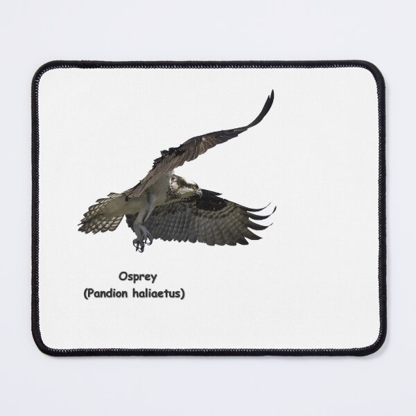 Item preview, Isolated Osprey 2021-2-A designed and sold by Thomasyoung.