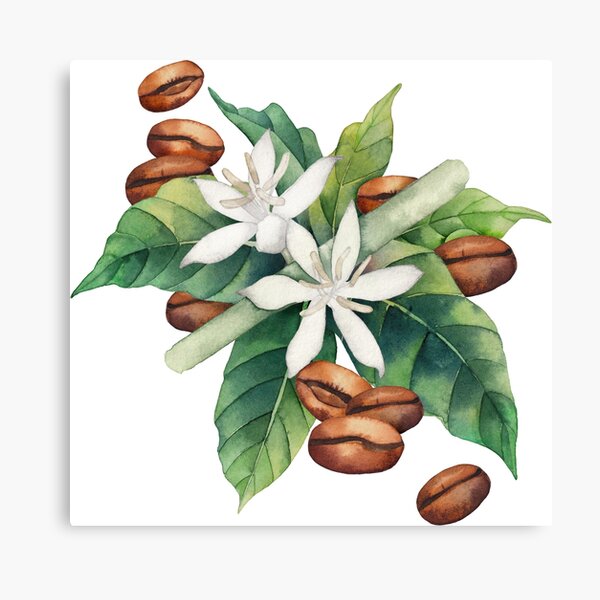 Watercolor coffee vignette Canvas Print