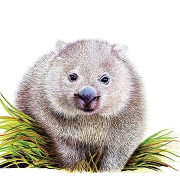 Artwork thumbnail, Wombat by Nicole Grimm-Hewitt