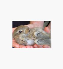 WOW!!- This Is Sooooo Comfy!! - Baby Bunny - NZ Art Board