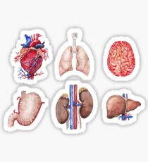 Watercolor anatomy collection Sticker