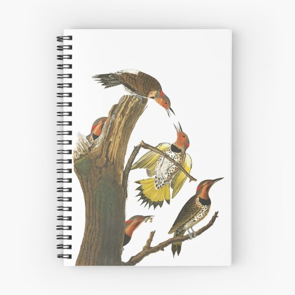 Item preview,  Northern Flicker by John James Audubon designed and sold by TheCurators.