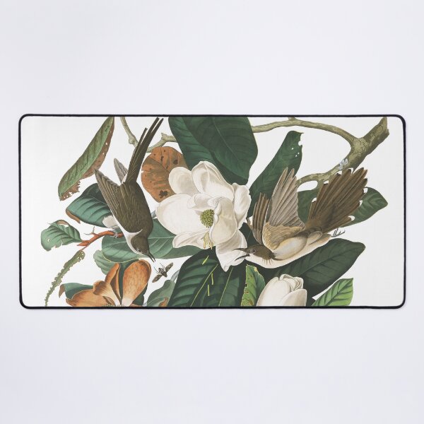Item preview, Black-billed Cuckoos by John James Audubon designed and sold by TheCurators.