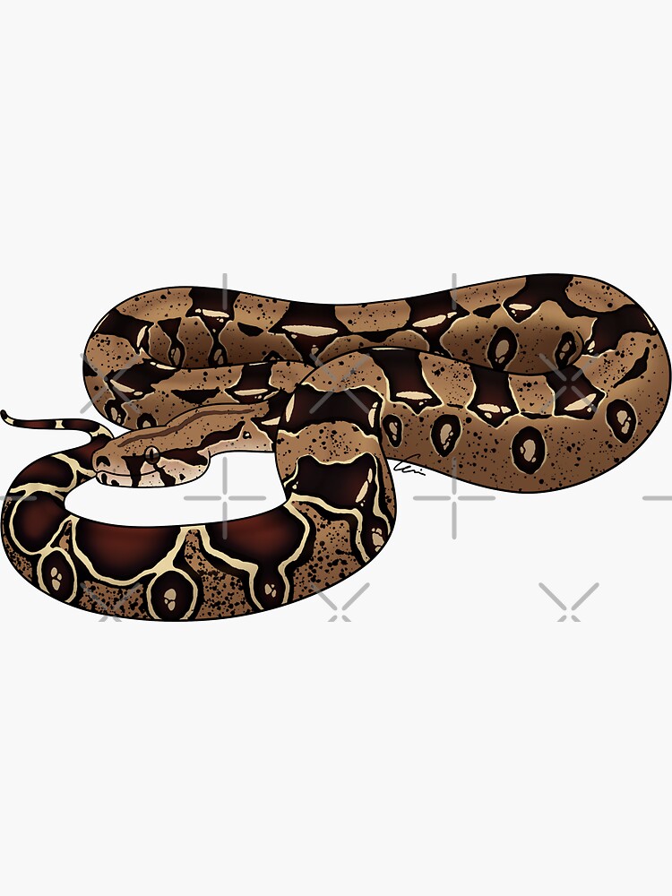 bci boa for sale