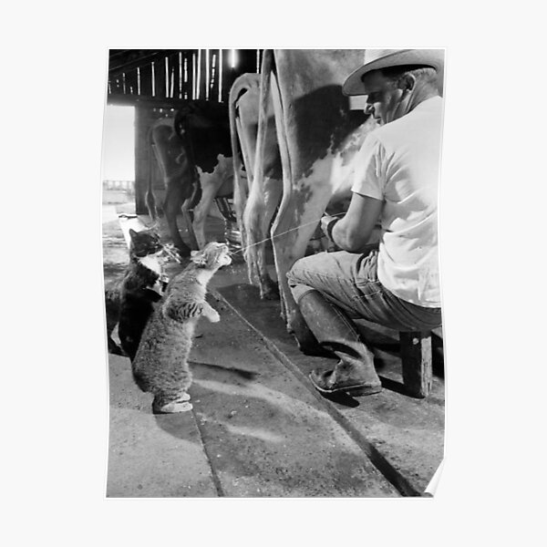 Cats Blackie and Brownie Catching Squirts of Milk During Milking at Arch Badertscher's Dairy Farm Print Poster