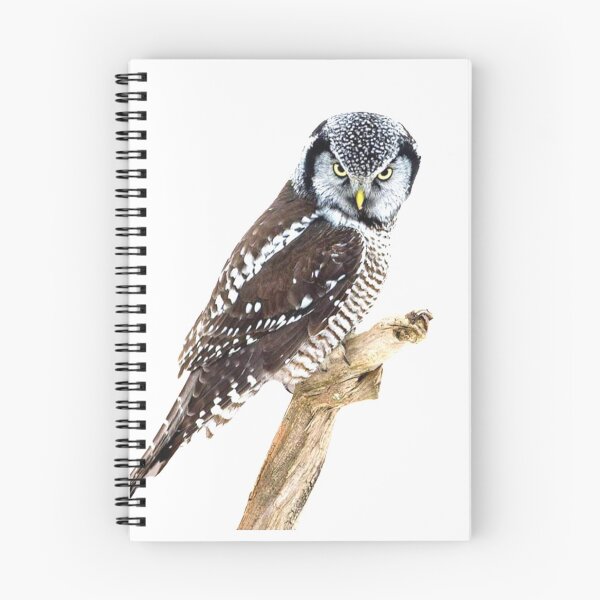 Item preview, Chubby Northern Loving Hawk Owl designed and sold by SansNetShop.