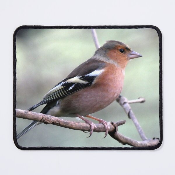 Item preview, chaffinch designed and sold by KathleenDawson.
