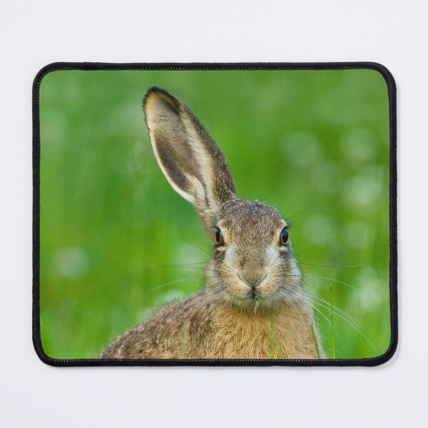 Item preview, The one-eared Easter bunny designed and sold by Ingo Gerlach.