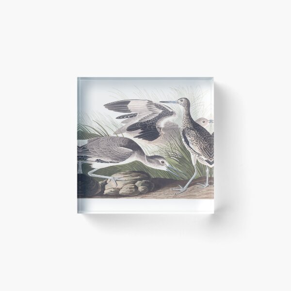 Item preview, Willet - John James Audubon designed and sold by billythekidtees.