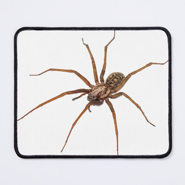 Item preview, literally just a spider designed and sold by elisabethkatee.