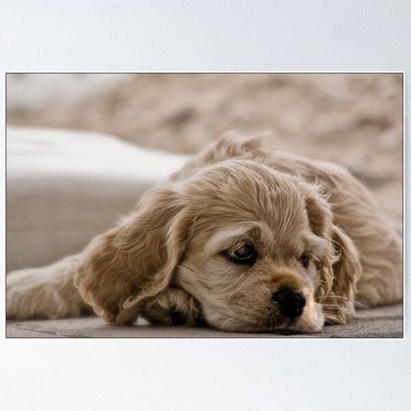 Item preview, American Cocker Spaniel designed and sold by laura-S.