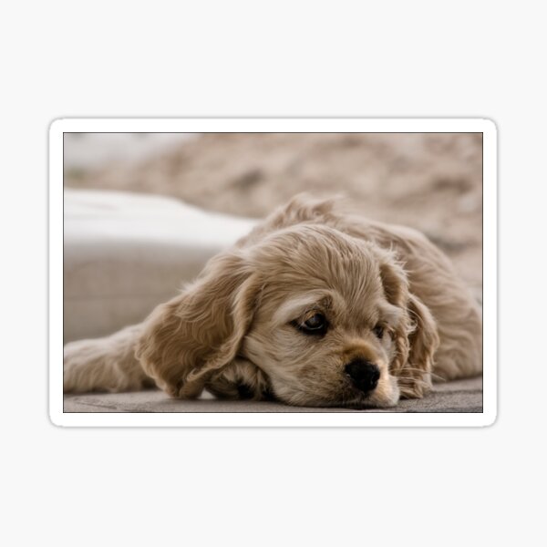 American Cocker Spaniel Sticker