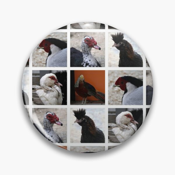Artikelvorschau, Nahaufnahme-Tierporträts-Fotografien. Hühner, Enten entworfen und verkauft von AlenserArt.