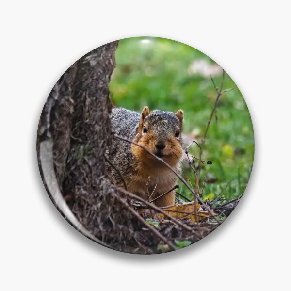 Item preview, Squirrel designed and sold by Brad Chambers.