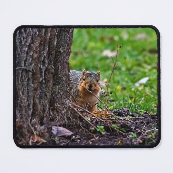 Item preview, Squirrel designed and sold by Brad Chambers.