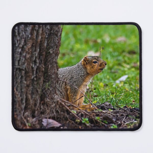 Item preview, Squirrel designed and sold by Brad Chambers.