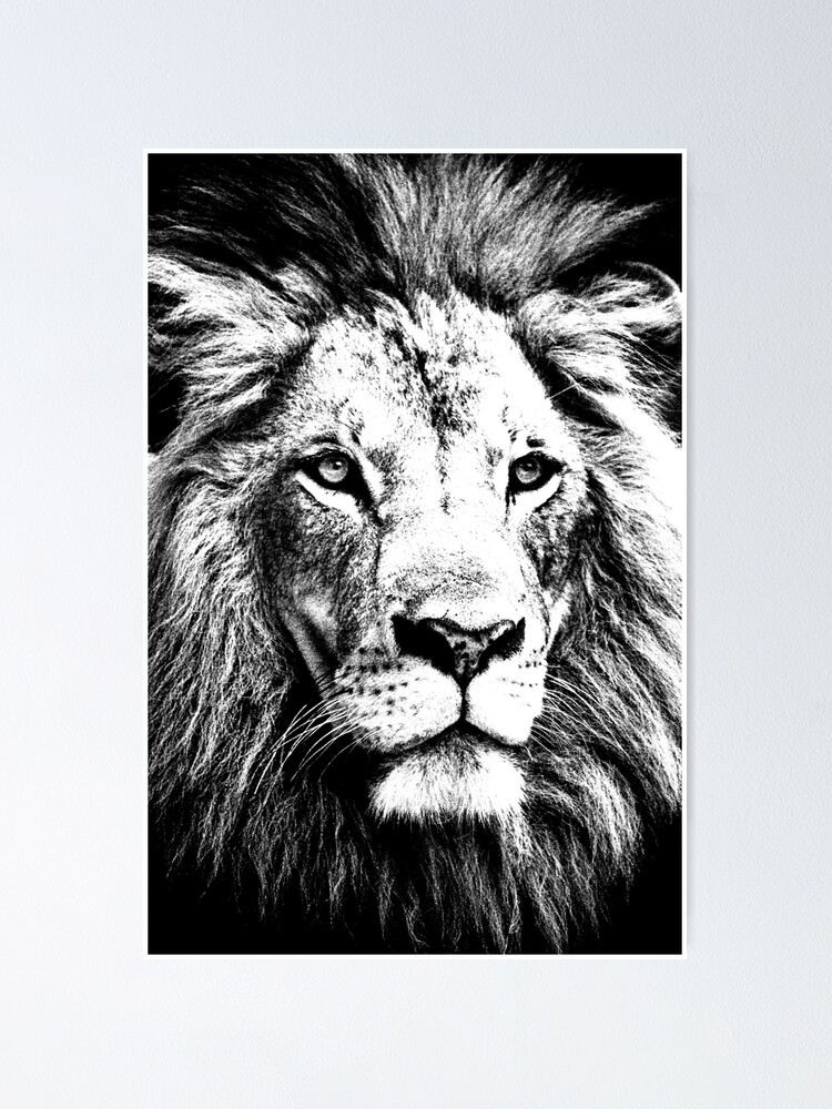 "Black and White Lion " Poster for Sale by AmaniOsman Redbubble